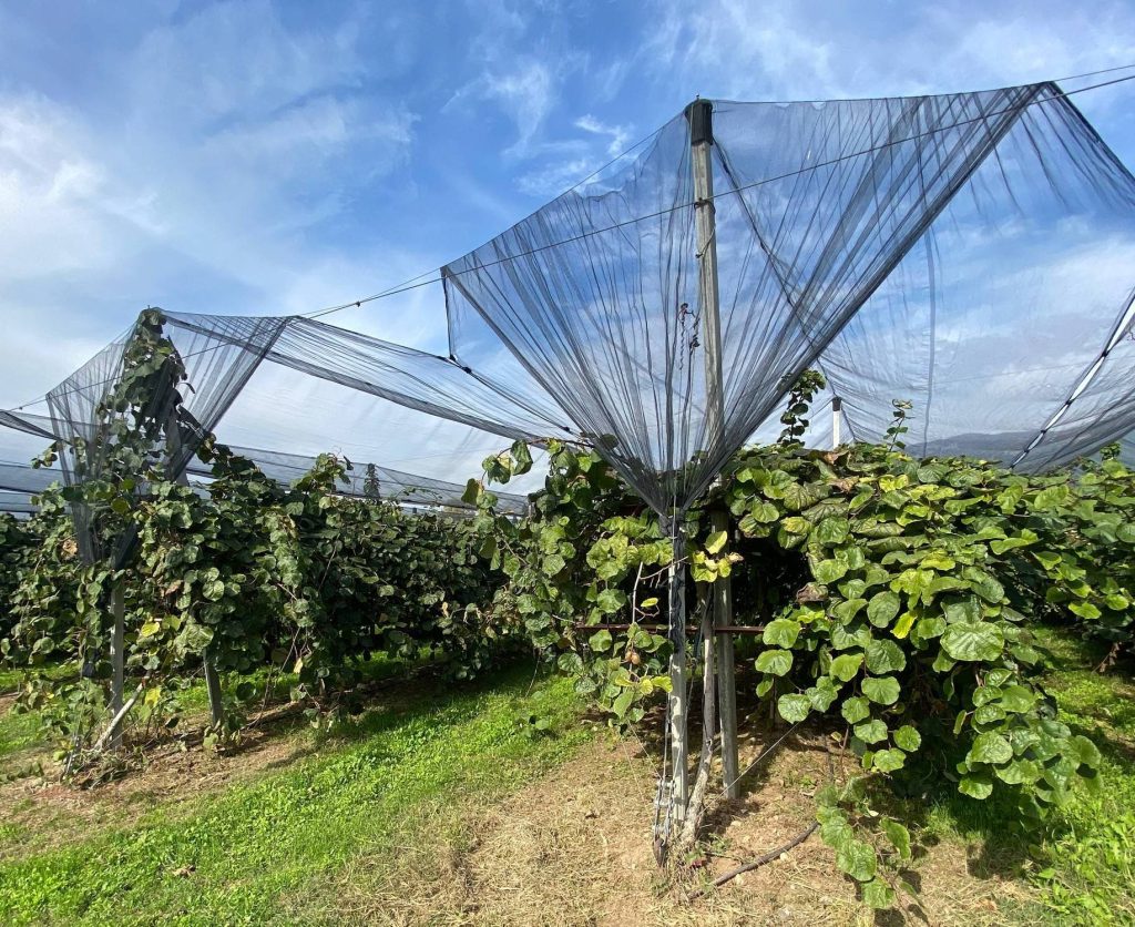 Зустрічі з грецькими фермерами: обмін досвідом у садівництві теплолюбних культур