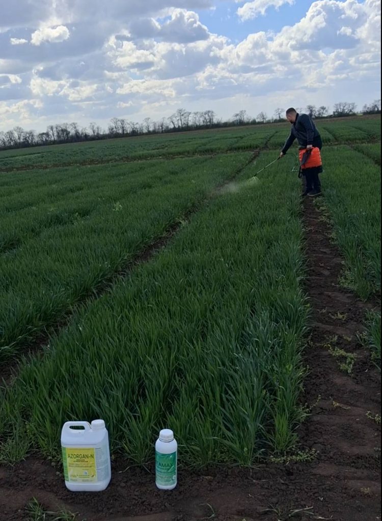 Органічне землеробство: впровадження сучасних біологічних технологій в ІКОСГ НААН