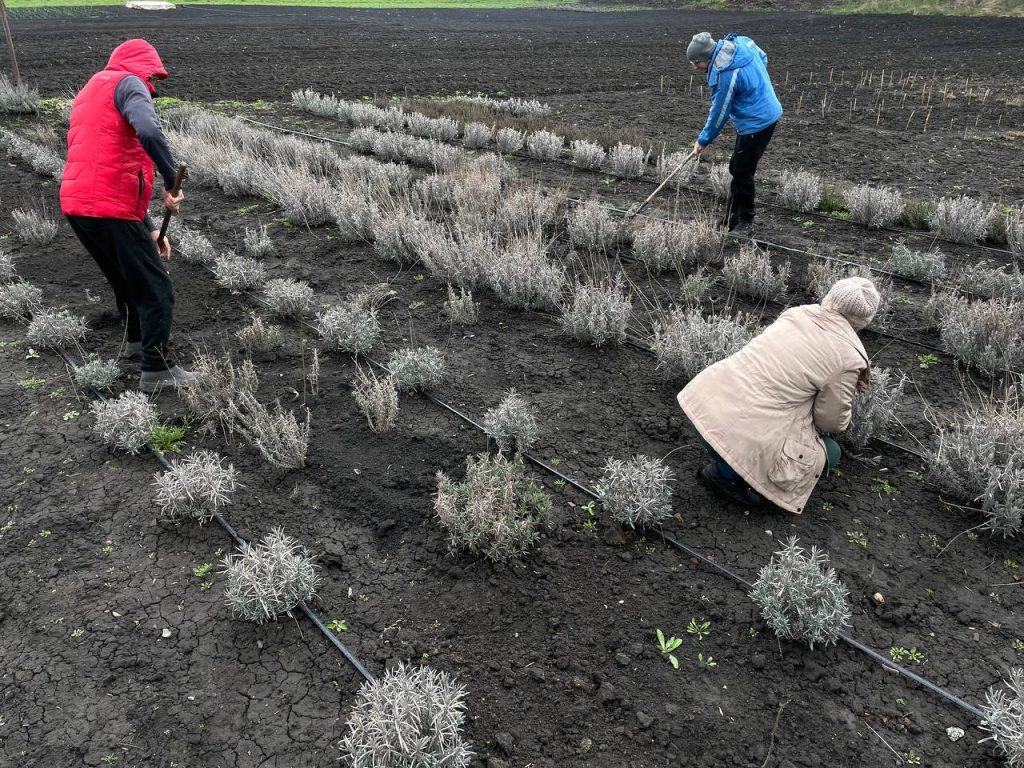 В ІКОСГ НААН науковці ведуть інтенсивні польові роботи та нові дослідження