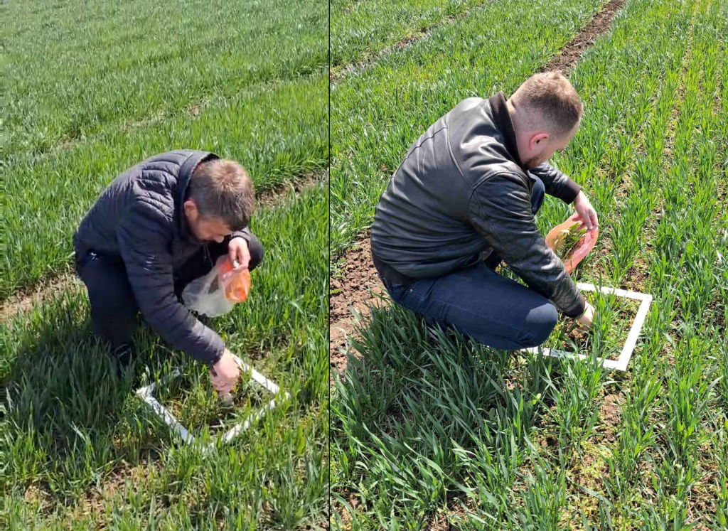 ІКОСГ НААН: польові дослідження у системі захисту рослин ІКОСГ НААН: польові дослідження у системі захисту рослин