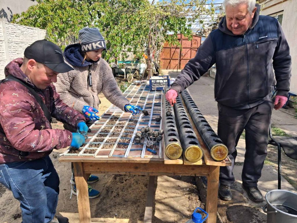 Бавовник повертається? ІКОСГ НААН формує нове покоління селекційного матеріалу